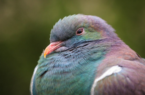 New Zealand Pigeon (Hemiphaga novaeseelandiae)© Sy