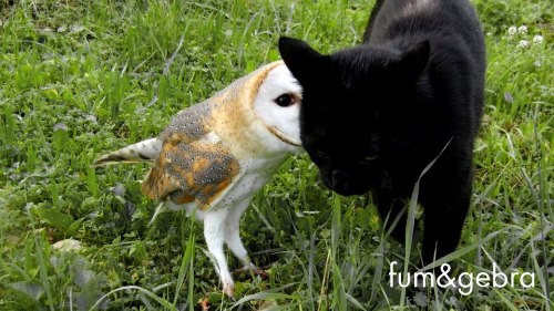 feather-haired:  Normally when a black cat encounters a barn owl, one would expect the barn owl to wind up dinner or gone (if the owl is lucky). But like all things in nature there are sometimes special exceptions, and this video is definitely one of