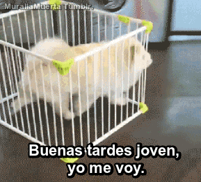 Webeo Intenso