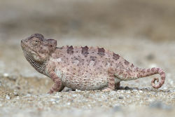 rhamphotheca:  The Namaqua Chameleon (Chamaeleo