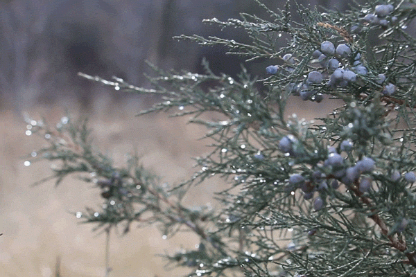 tumblr_pkg8d36L1j1vj0ol1o1_640.gifv