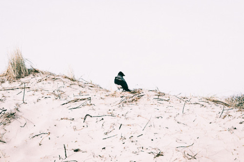 Somewhere in Denmark, April 2018 | Liseleje strand, Nordsjælland | Hooded crow territory