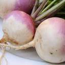 thechaoticturnip - I am TURNIP