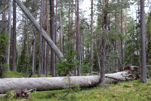 michaelnordeman:Hede urskog Nature Reserve in Härjedalen, Sweden.