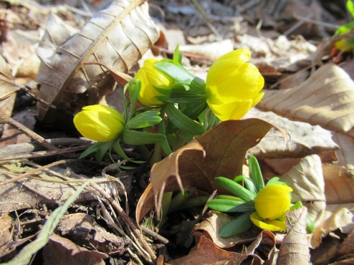 Winter aconites. Not native, but naturalized in one section of woods, and I was delighted to see the