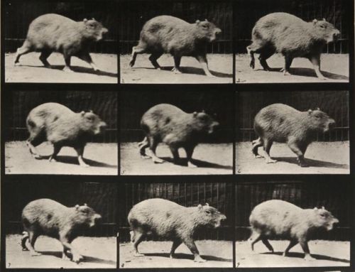 nobrashfestivity:Eadweard Muybridge, from Animal Locomotion