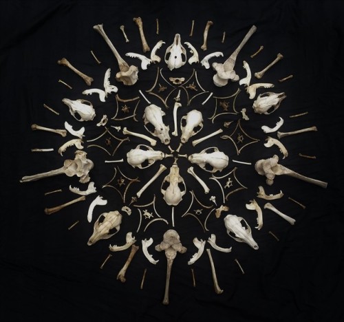 cummy–eyelids:Another bone mandala! This time with parts from raccoons, grey foxes, horses, otters, 