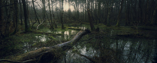 Hevingham Wood 20/02/15 by Matthew Dartford on Flickr.