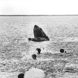 sixpenceee:Still found of a lost scene in Jaws.