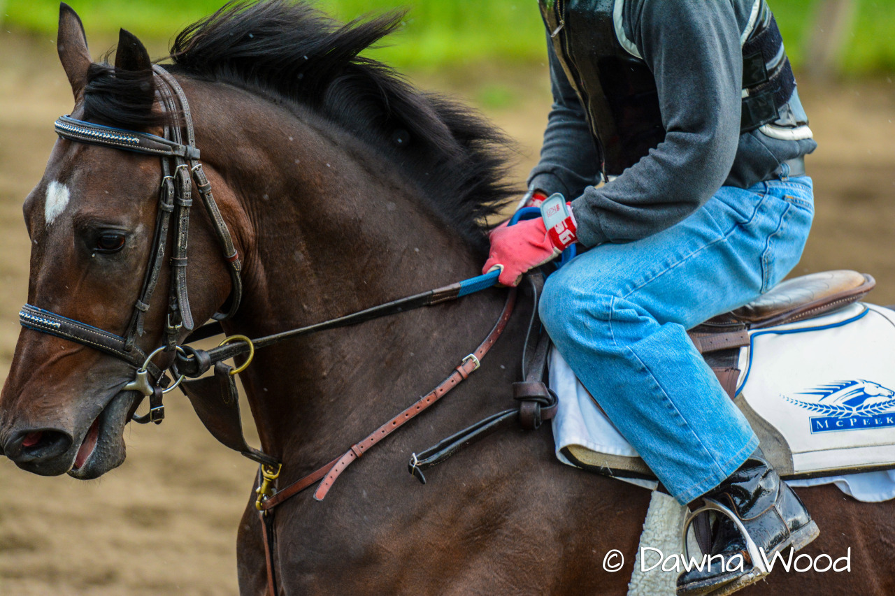 Ken McPeek trainee galloping in the Saratoga drizzle