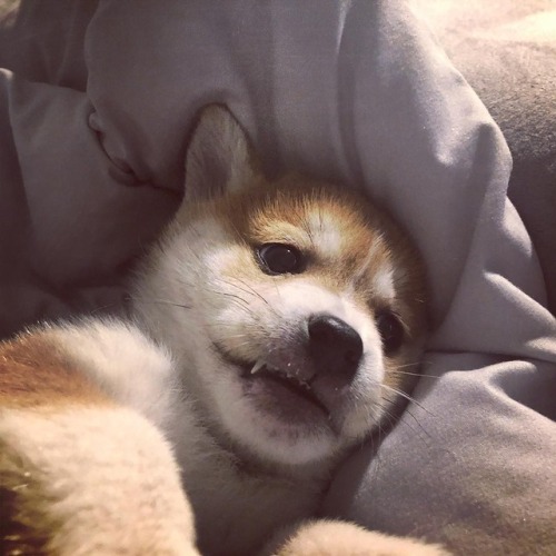 atraversso:  Puppy -  Hello_shiba