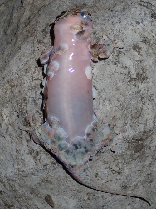 cool-critters:  markscherz:  usefulmistakes:  Off the scale - new species of gecko with tear-away skin A new species of gecko which evades predators by shedding its massive scales has been discovered by scientists working in Madagascar.  The species,