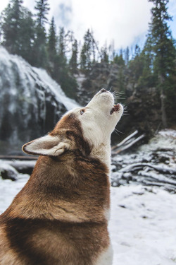 souhailbog:    Call Of The Wild   By Ryan Field | More  