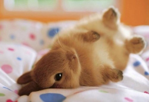 Porn photo cute-overload:This bunny makes me smile on