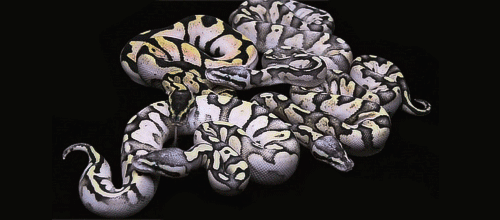 adorablesnakes:ball python morphs by constrictors unlimitedbut imagine being the person who gets to 