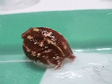 toadschooled:  Last gifs for now. A Bushveld rain frog [Breviceps adspersus] bravely climbing the wall of his holding container. Video by skulltulatube     I LOVE HIM!!!