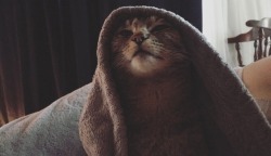 lauryn-order:“Come to the Dark Side. We Have Cat Naps.” - Cat Face The Sith Lord