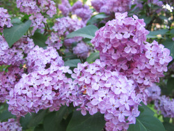 miritamoku:  nature posts here ✿  lilacs.  They grow here where i live too.