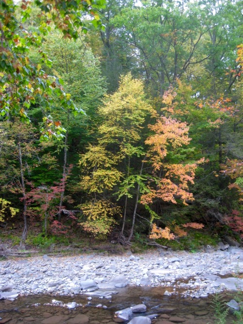 Along the Esopus Creek this morning