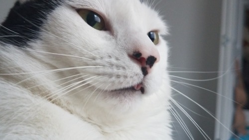 bypassreality: Curled blep