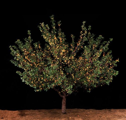 languageofloveandteawithalmonds:persimmon, orange, loquat, and apricot trees photographed by tal sho