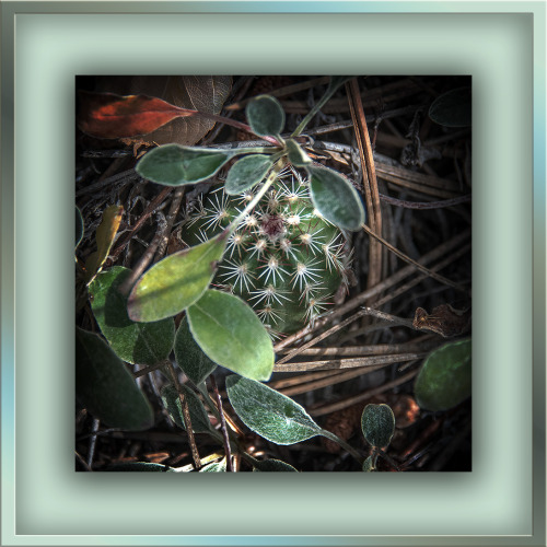 A Barrel Cactus Protected For The Winter
I live in the Sonoran Desert where cacti are abundant. But I photographed this little guy alone the Poudre River, northwest of Ft.