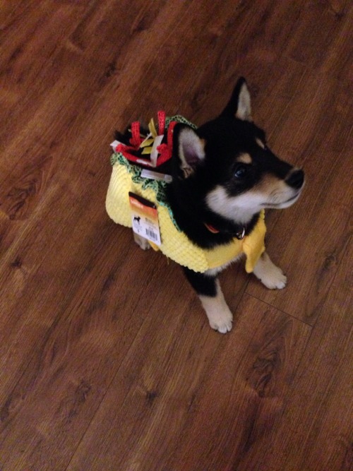 terracepets: So my mom bought Tangaroa a costume. His new name is Taco-roa.