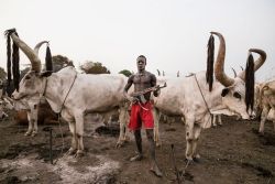 darksilenceinsuburbia:    Tariq Zaidi  Cattle of Kings  A Mundari man guards his precious Ankole-Watusi herd with a rifle. About 350,000 cattle are stolen and more than 2,000 people killed each year by cattle rustlers.    A Mundari man takes advantage