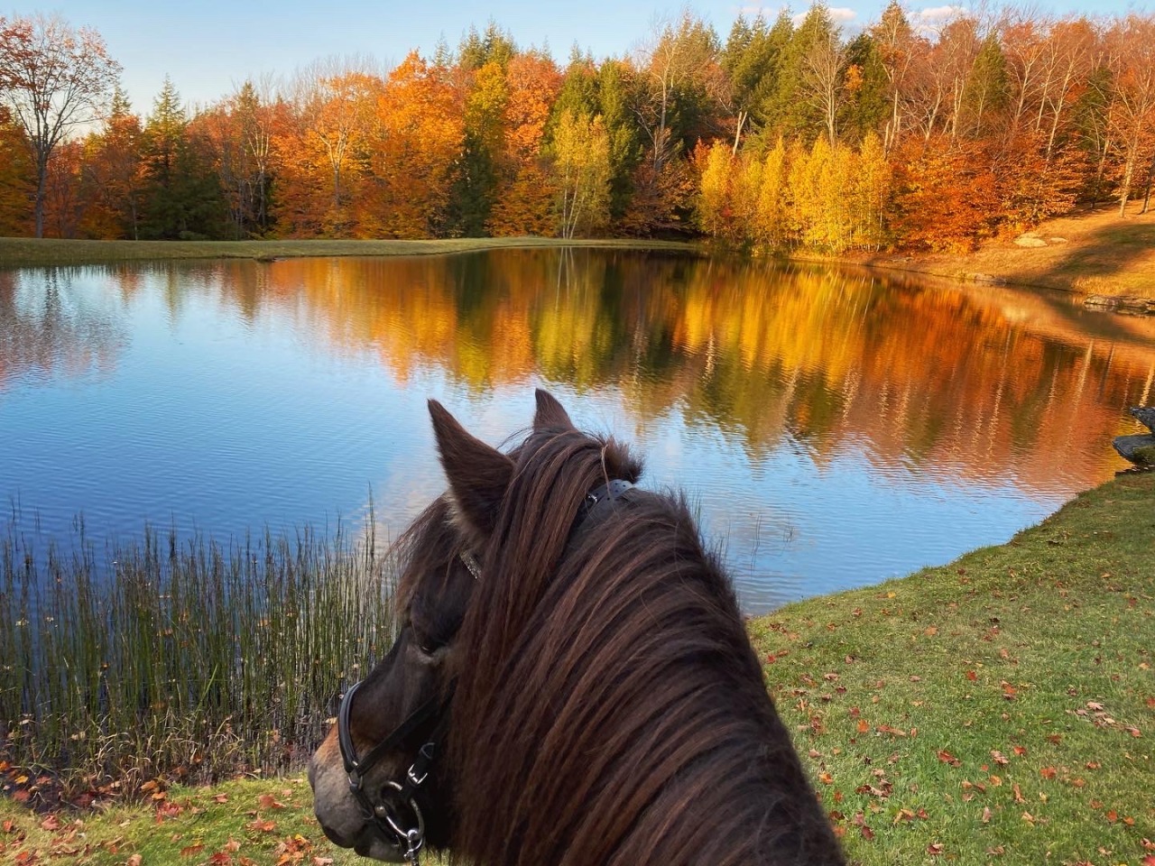 madrivervalleyicelandics:🍁 🍂✨Happy Halloween-eve! 🎃 These are my favorite photos I have taken so far this Fall ✨🍂🍁