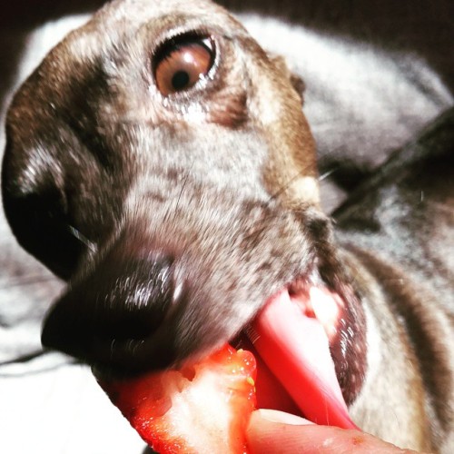 Strawberries! This picture cracks me up everytime I see it#Annai #italiangreyhound #iggy #dogsofin