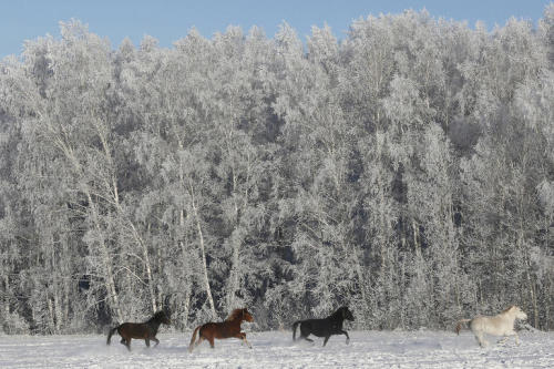 fotojournalismus:Draft horses gallop through a field outside Malaya Tumna village south of the Siber