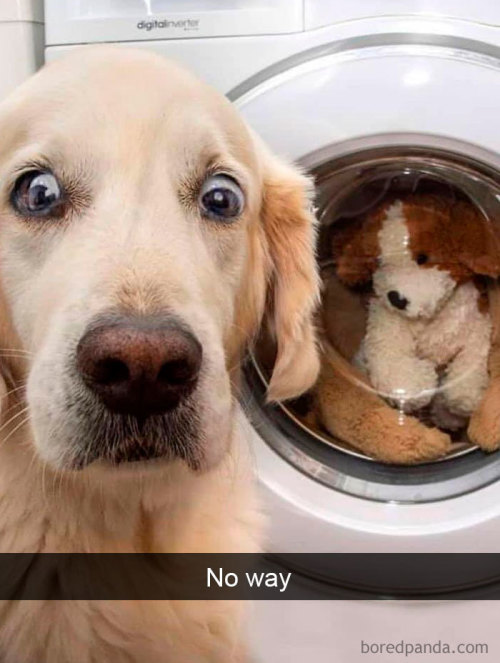 Animal snaps (via)