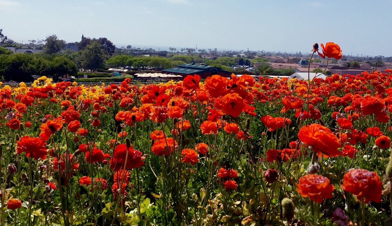 floralls:     submitted by raw-and-true:  Flower Fields, Carlsbad, CA 