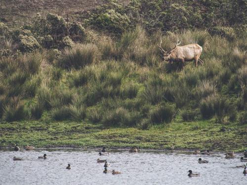 A young male Tule Elk makes his way to a pond where mallards dabble and float about. Nearby, other m