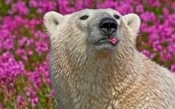 pocula:  “On another occasion, I laughed out loud as I watched a relaxed polar bear bare his teeth to pluck a single flower from a stem of fireweed blossoms and roll it around between his lips!” 