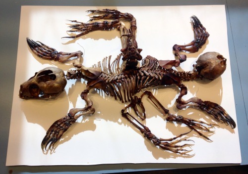 snakesandkittens: The skeleton of a set of conjoined twin harbor seal pups. Their mother was found 