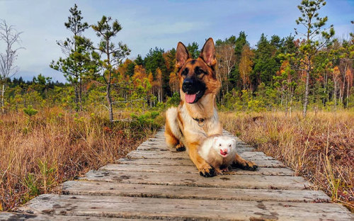 awesome-picz:   Meet Nova The German Shepherd And Pacco The Ferret, That Are The Unlikeliest Of Best Buds .