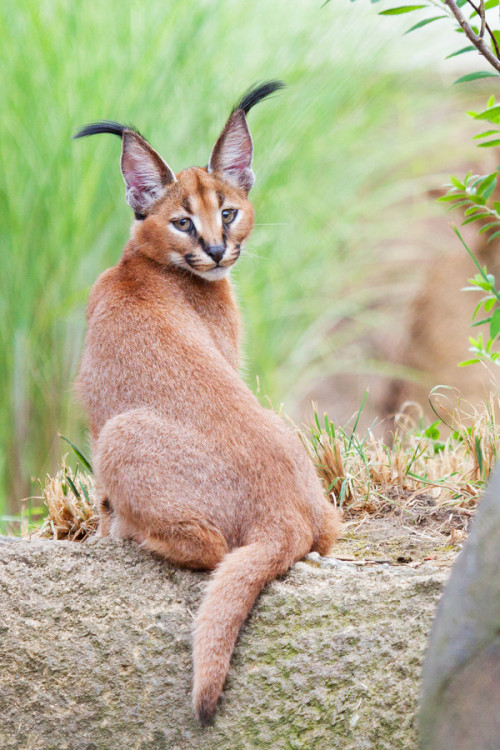 eyes-of-the-cat:Caracal Kitten by Arman Werth