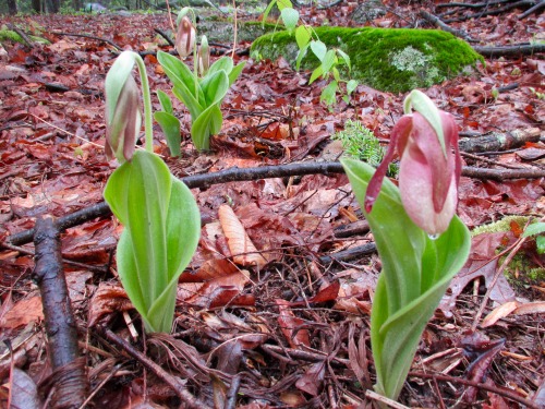 Orchids. Above: showy orchis in bloom, pink lady slipper coming into bloom, rattlesnake plantai