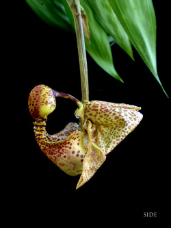 Ichthyologist:  The Complex Structure Of Bucket Orchids Orchids Of The Genus Coryanthes
