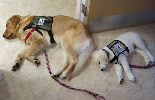 Levi showing the ropes to Warrior Canine Connection&rsquo;s newest service dog in training. How do y