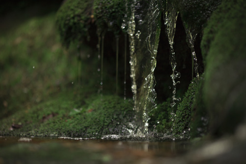 elvenforestworld: Water by Deemax