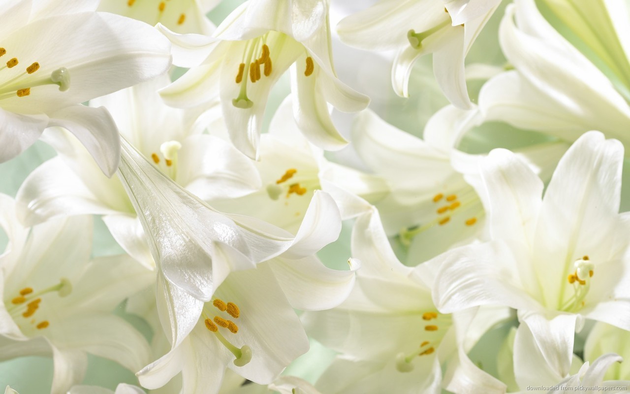 Lilies &hellip; the floral symbol of life, hope, purity and joy &hellip;