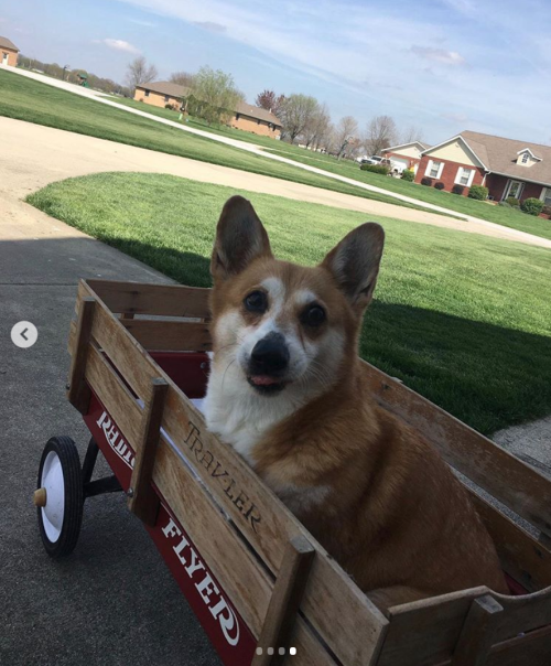 This is Cali. She took her new wagon out for a test walk today. Says little legs only get you so far