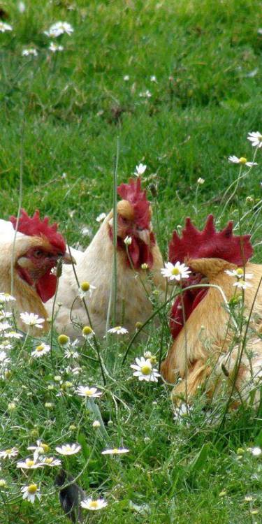 &ldquo;The Hens are clucking about equal rights again..&rdquo;