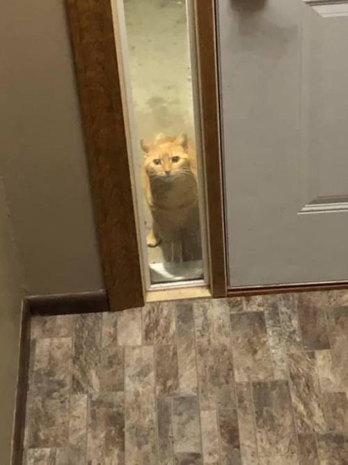 justcatposts:  I meowed at our neighbor’s cat once and now it regularly comes up to our door and just watches us live our lives. (Source)