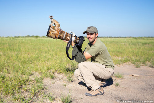 catsbeaversandducks:  Meerkats make the best adult photos