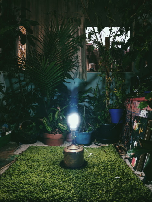 Most of the plants on my balcony have gone dormant for the winter and it’s too cold to go out 