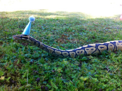 just-a-boring-url:  lockeyseven:  awwww-cute:  Today my snake turned 2  Snake in a hat  my anaconda do  