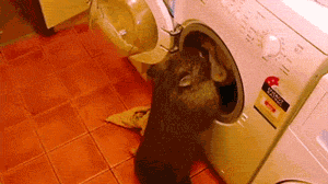 srsfunny:  Hate Doing Laundry? Try A Wombathttp://srsfunny.tumblr.com/ 